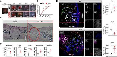 Soluble CD83 improves and accelerates wound healing by the induction of pro-resolving macrophages